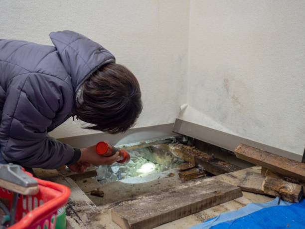 Professional Mold Removal in Rio Bravo, TX